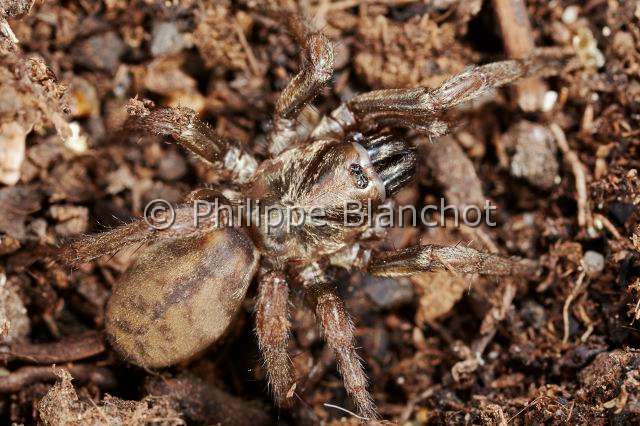 PBL_Araignees_2013_MG_3449.JPG - France, Corse, Nemesiidae, Mygale fouisseuse brune ou Némésia (Nemesia corsica), Wishbone Spider